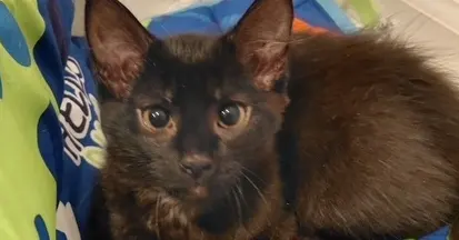 Fifi, a female cat up for adoption