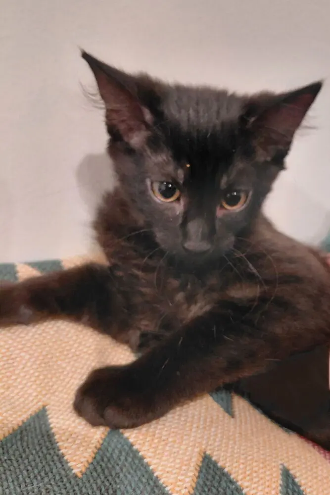 Fifi, photo 2