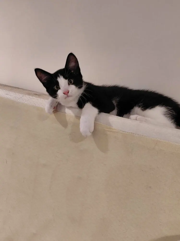 Theo, a male cat up for adoption