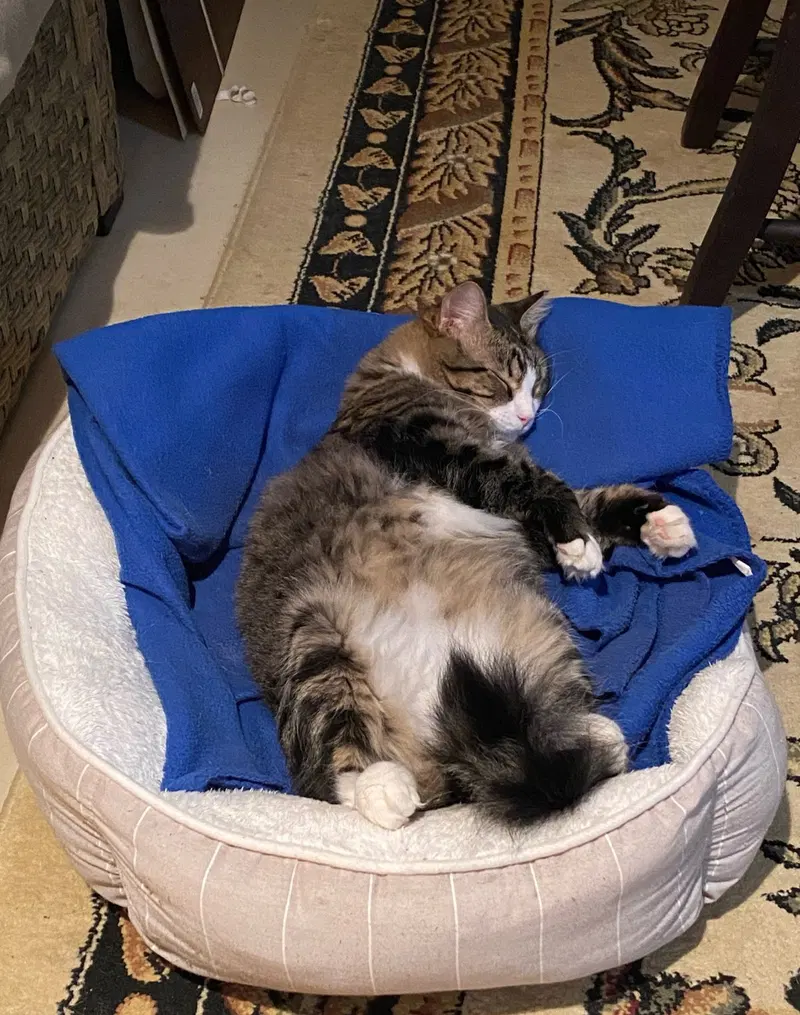 Fluff, photo 4