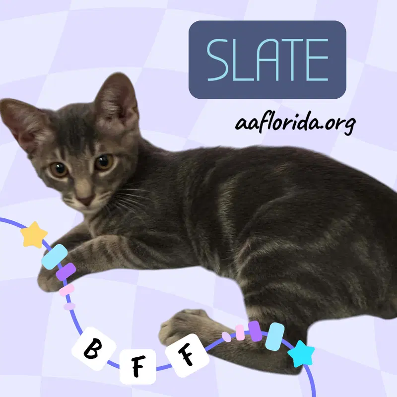Slate, photo 2