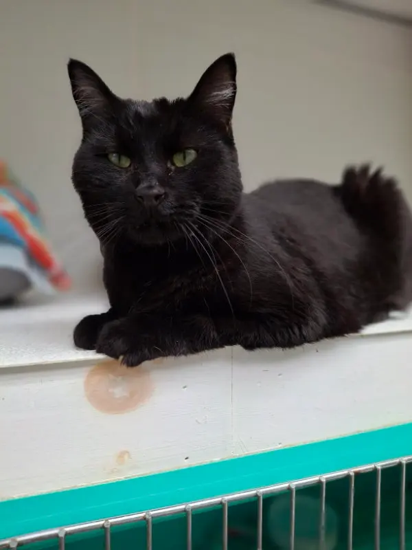 Hex and Tato, adult male cats up for adoption