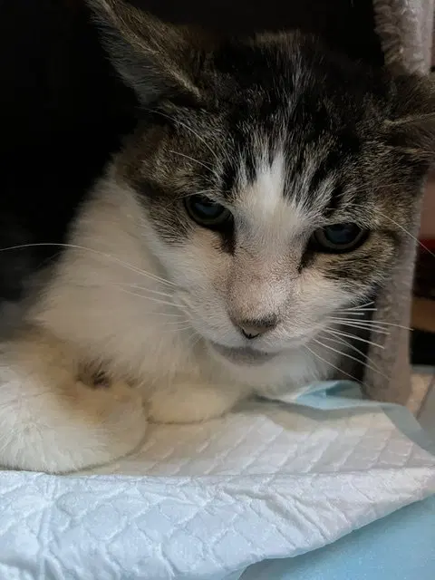 Tigger, photo 2