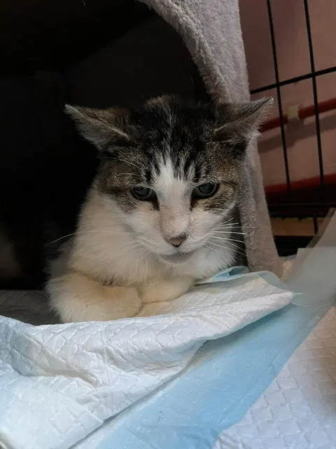Tigger, photo 3