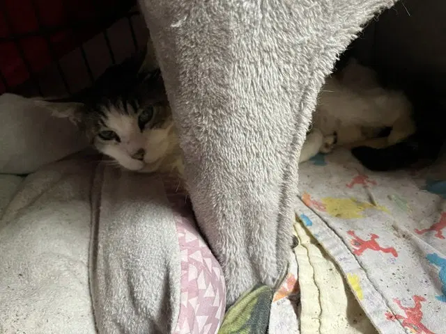 Tigger, photo 6