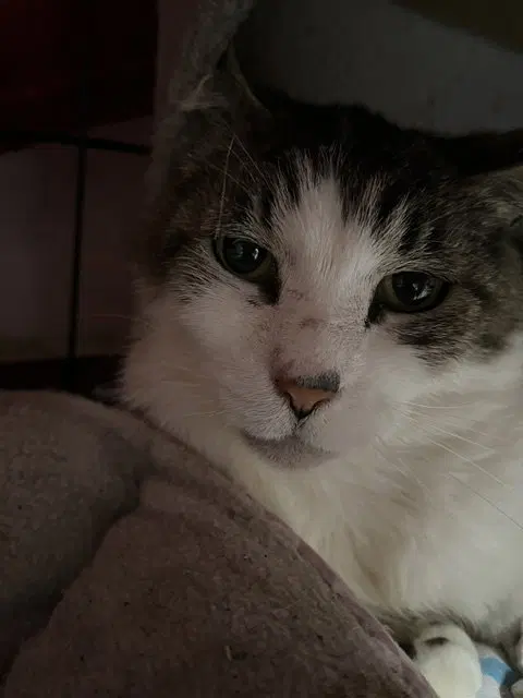 Tigger, photo 7