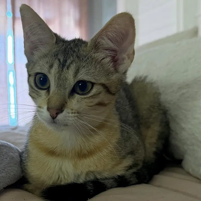 Lulu, photo 3