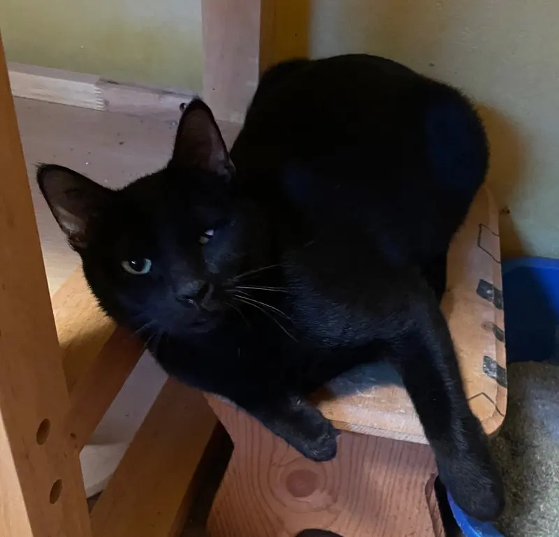 Sequoia, an adult female cat up for adoption