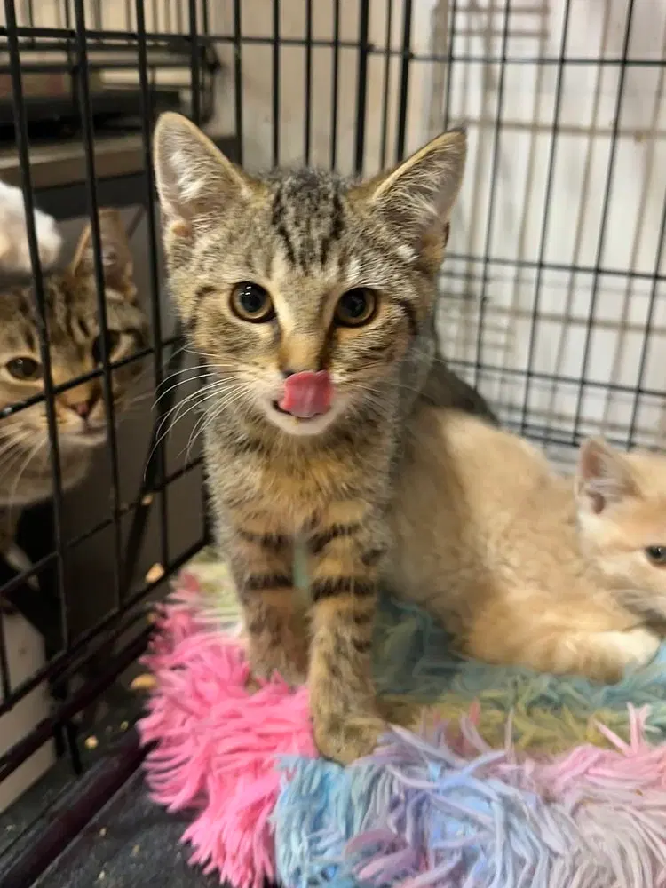 Singer Kitties, photo 2