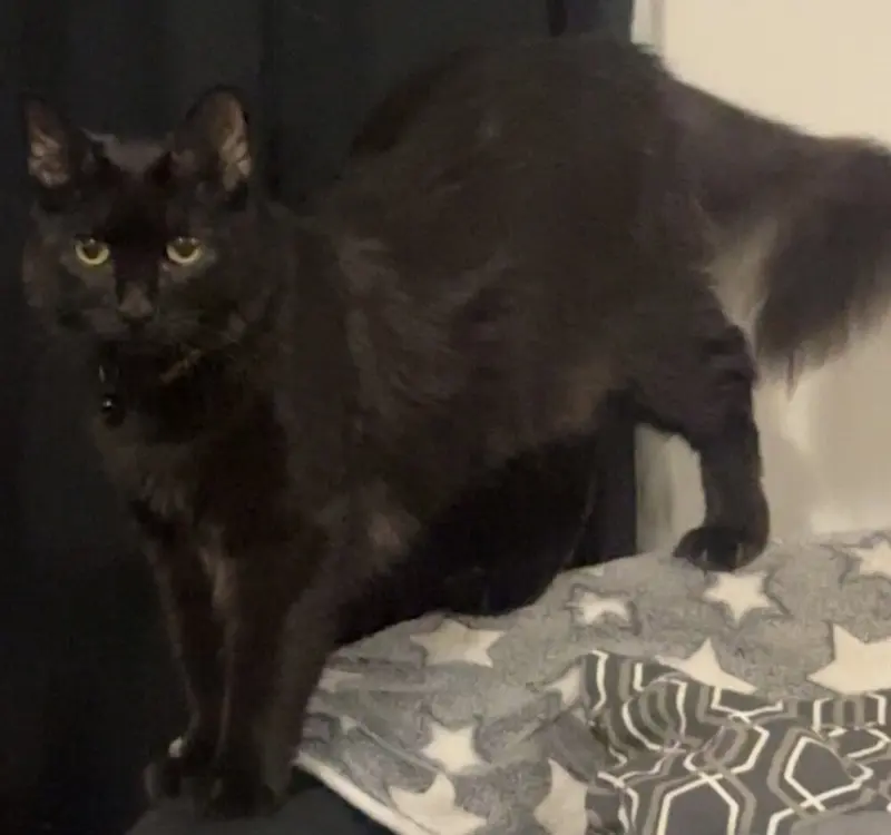 Ares, an adult male Maine Coon cat up for adoption