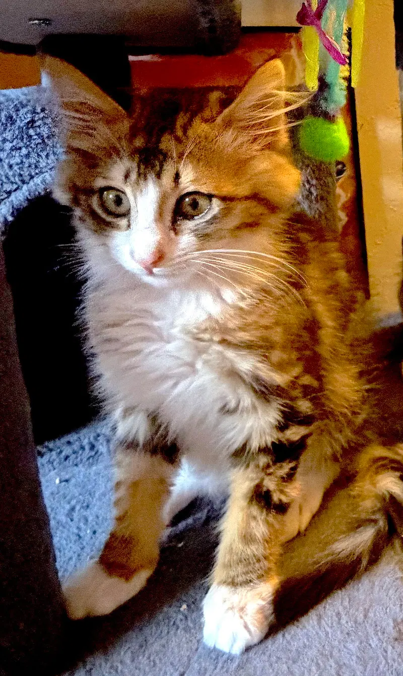 Hana, photo 2