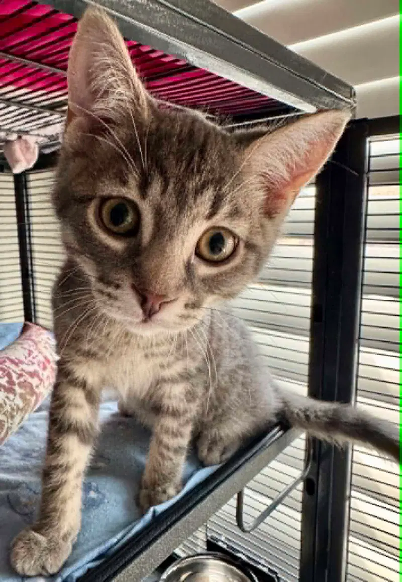 Adso, a male Tabby cat up for adoption