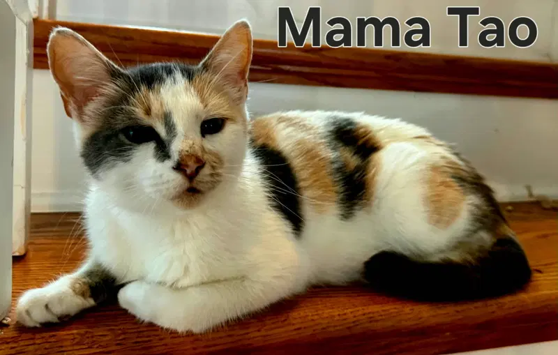 Mama Tao, photo 2