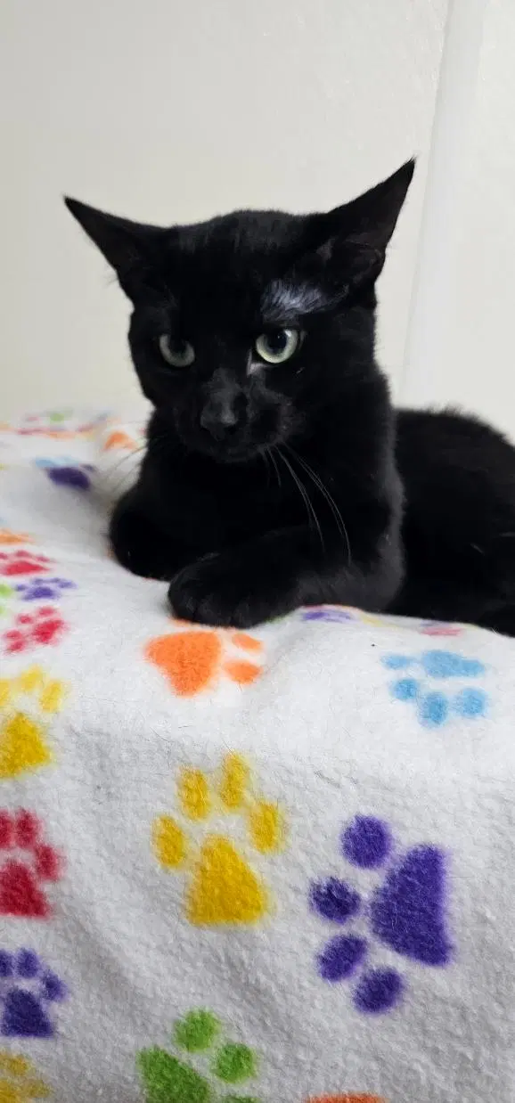 Licorice, photo 2