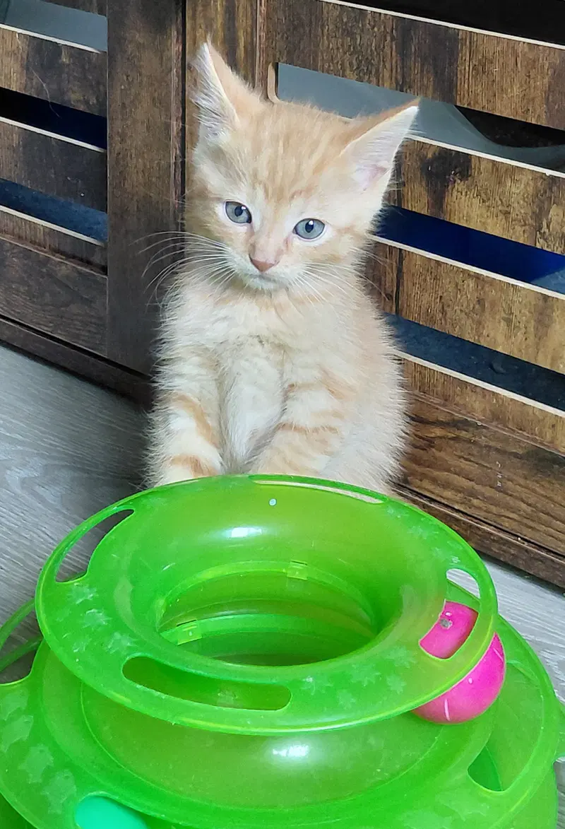 Sheldon, photo 4