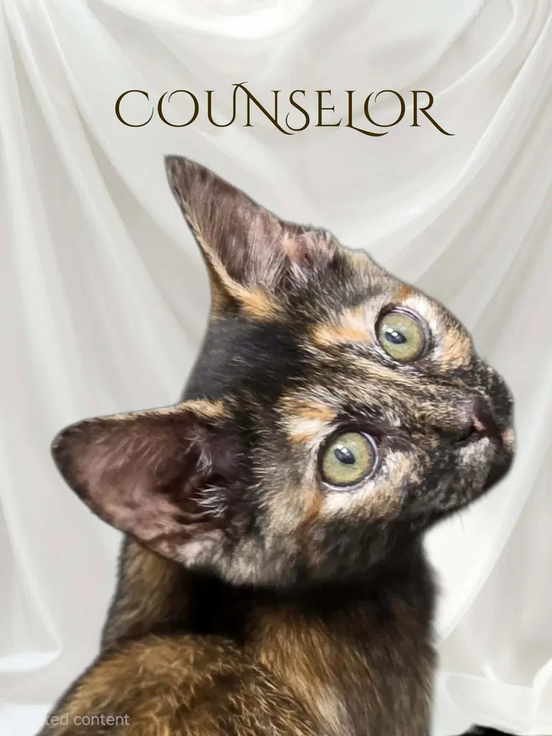 Counselor, photo 3