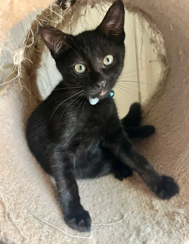 Rambo, a male kitten up for adoption