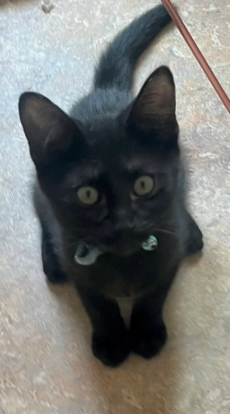 Rambo, photo 2