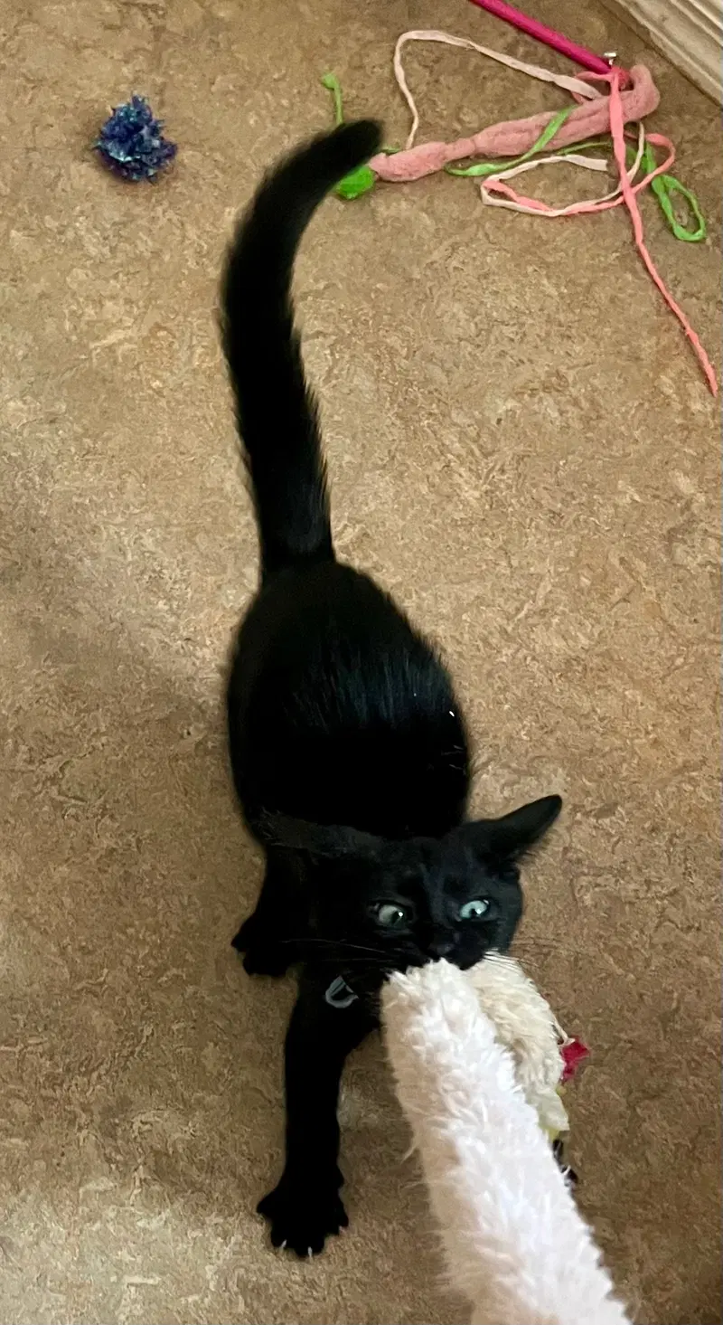 Rambo, photo 3