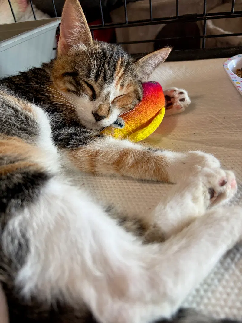 Dora, photo 7