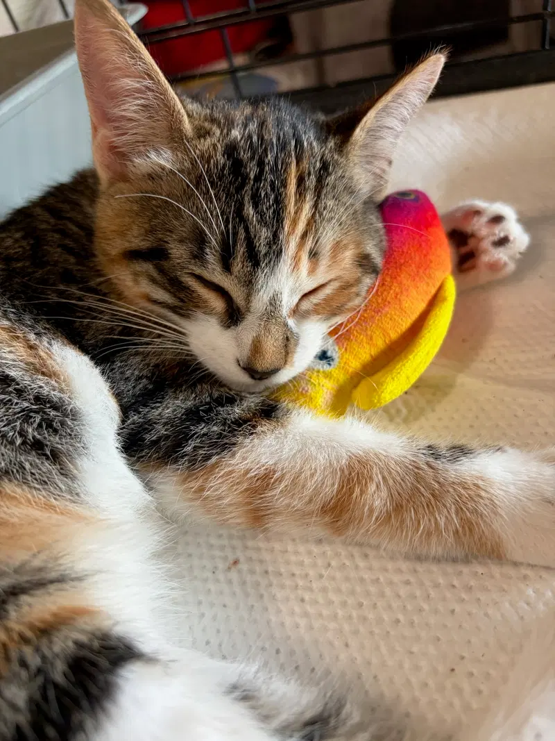Dora, photo 5