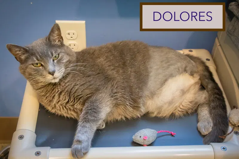 Dolores, photo 8