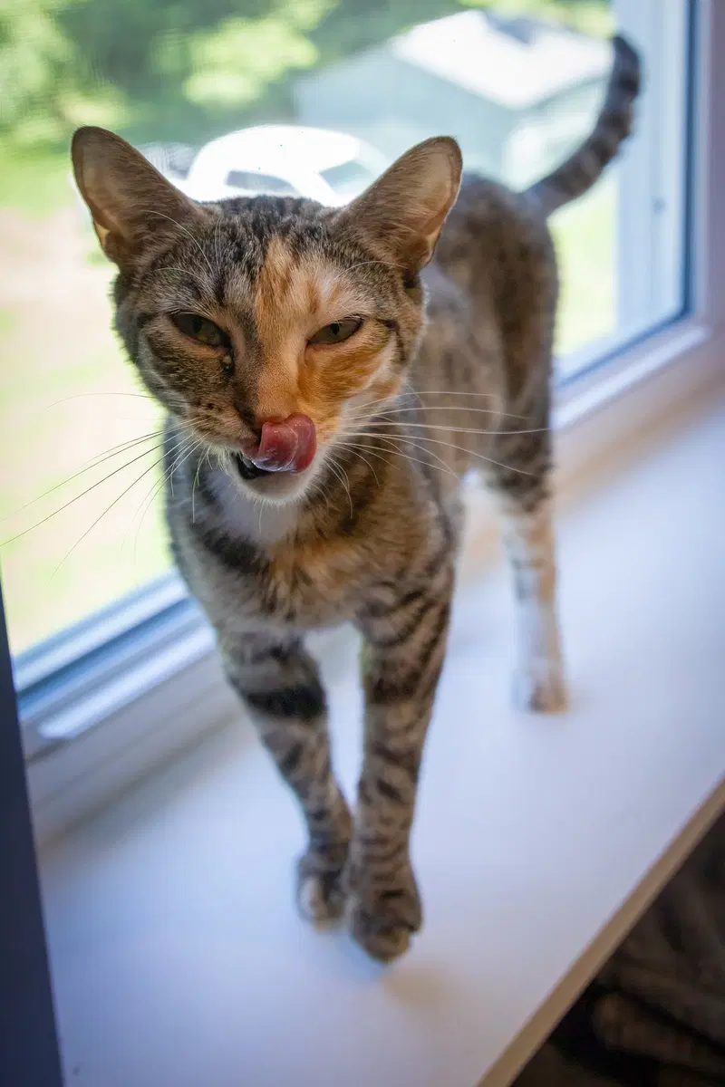 Delilah, photo 7