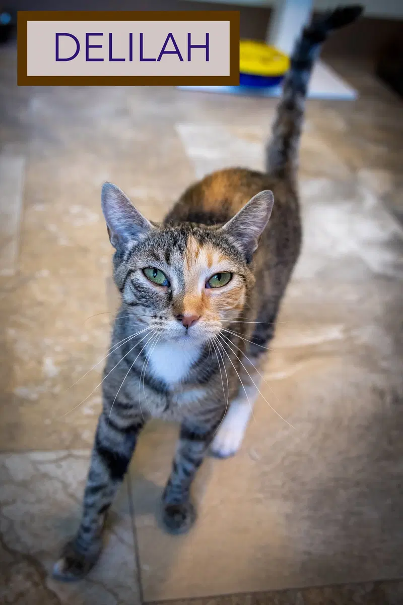 Delilah, photo 8