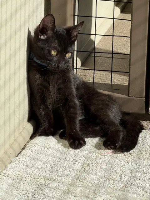 Watch the video of Bleu