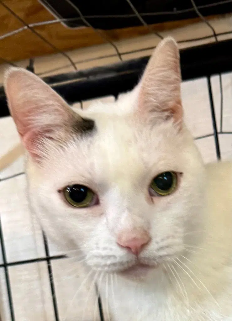 Venus, an adult female cat up for adoption
