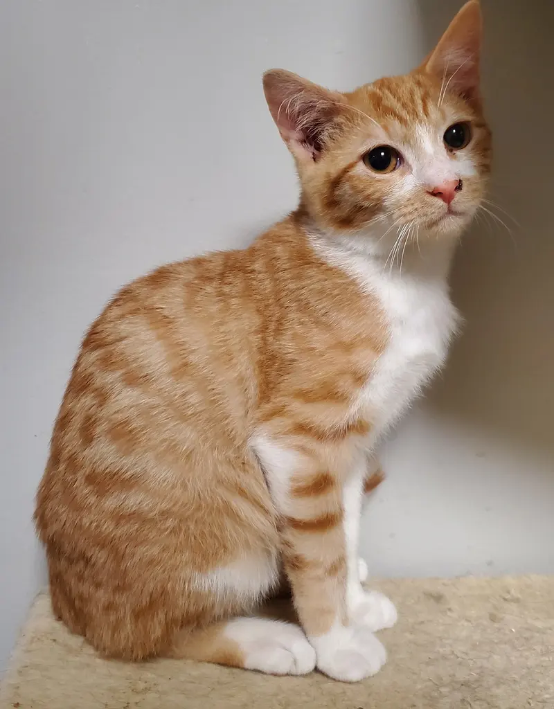 Ollie, a male kitten up for adoption