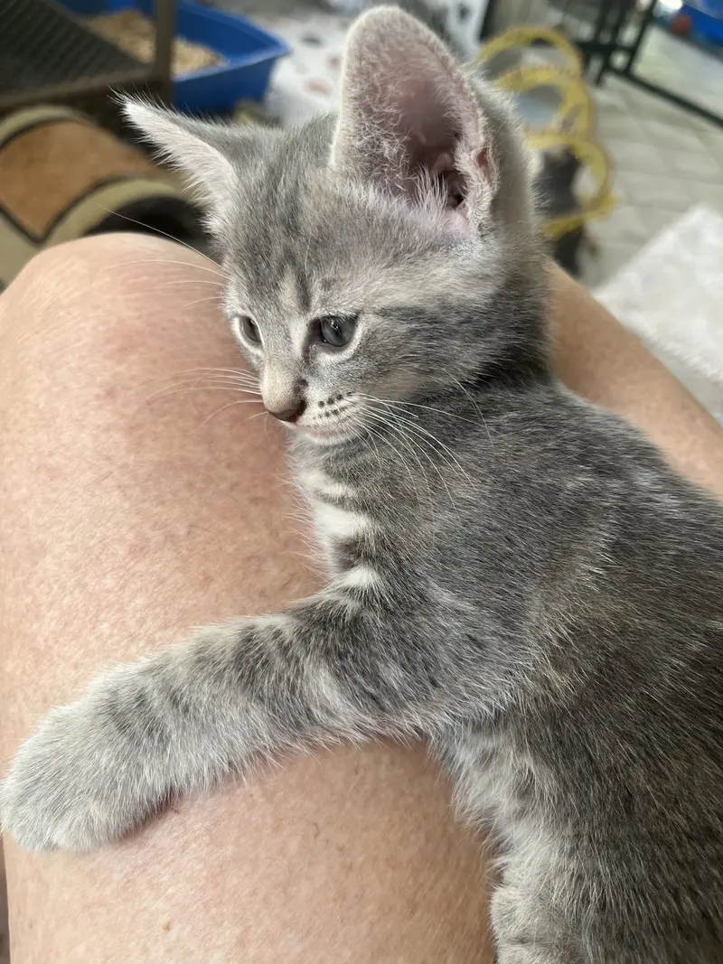 Presley, photo 8