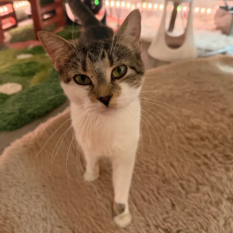 Sugar Cookie, an adult female cat up for adoption