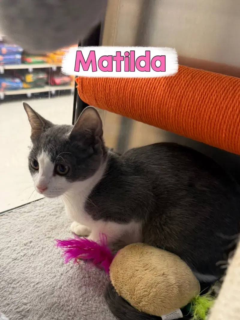 Matilda, photo 2