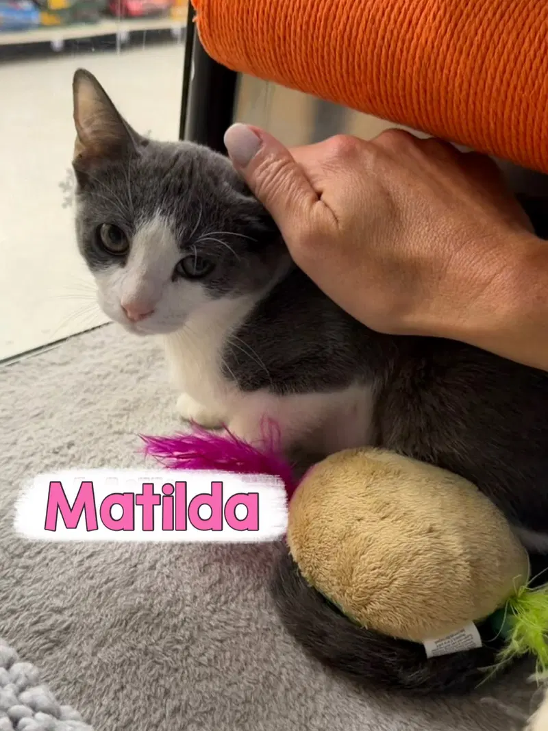 Matilda, photo 3