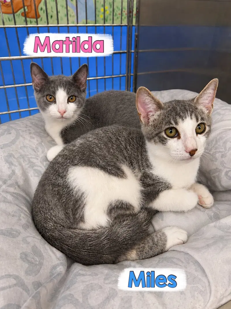 Matilda, photo 4