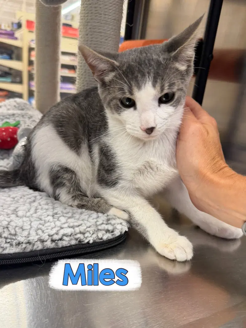 Miles, photo 2