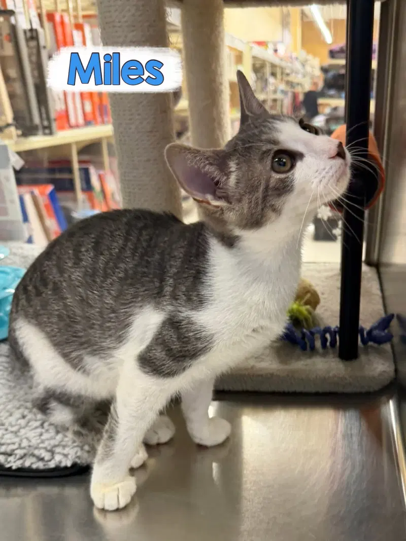 Miles, photo 3