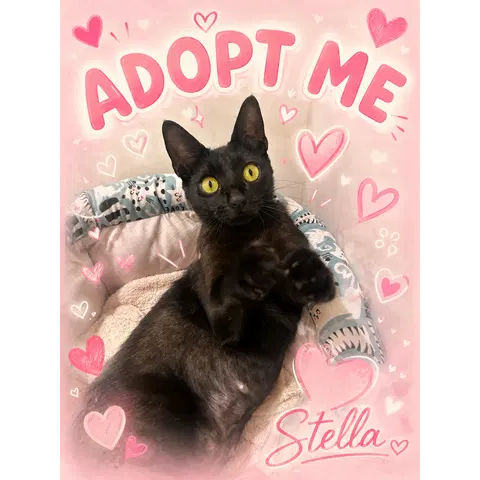 Watch the video of Stella