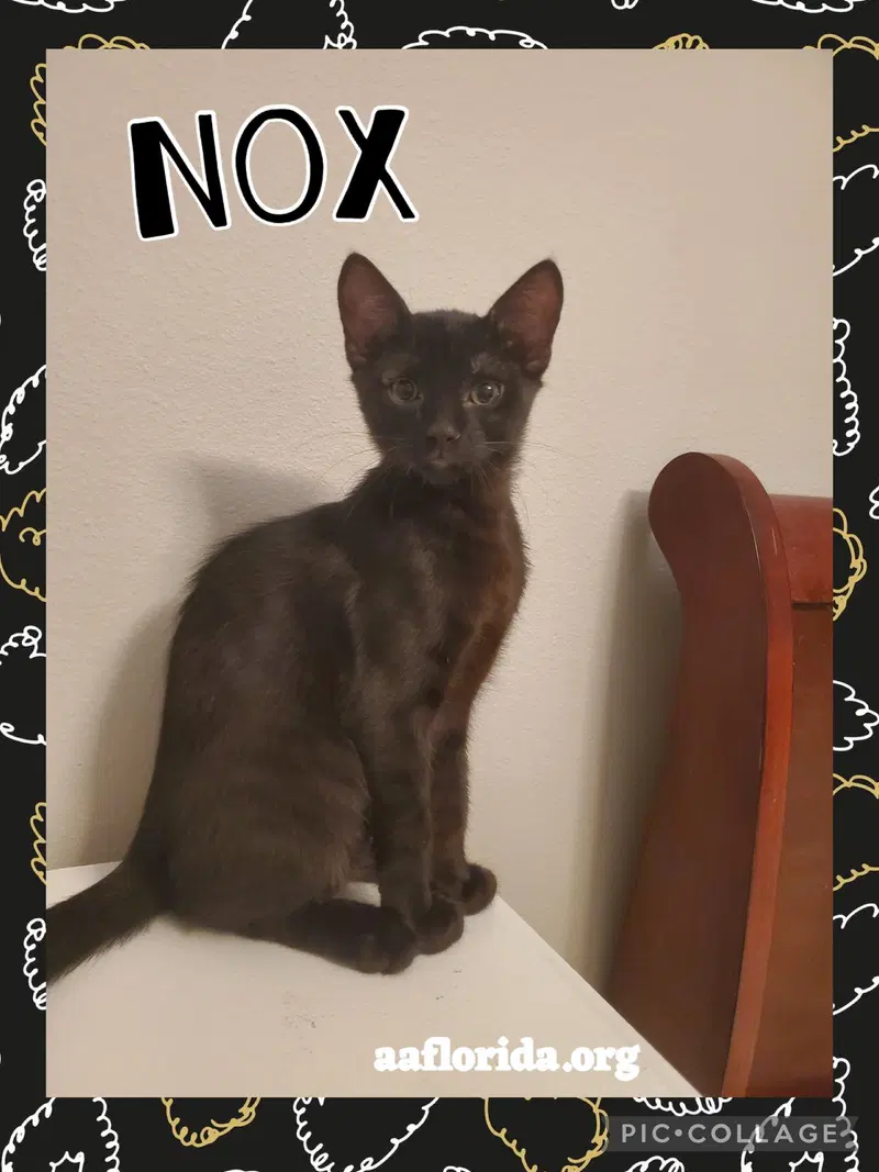 Nox, a male cat up for adoption