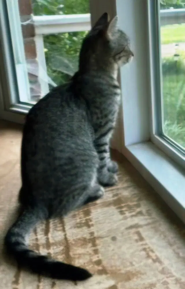 Kitten Claire, photo 3