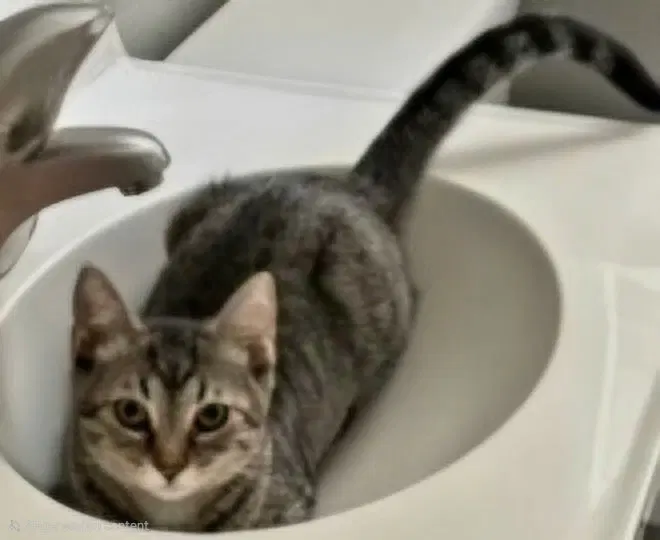 Kitten Claire, photo 4