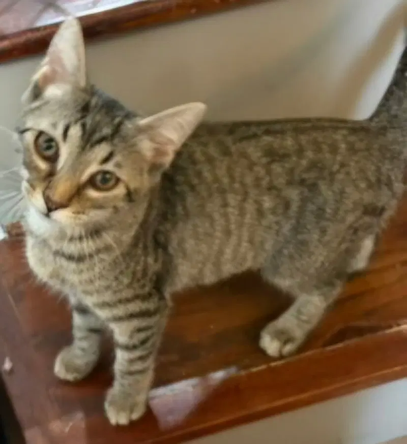 Kitten Claire, a young female Tabby cat up for adoption