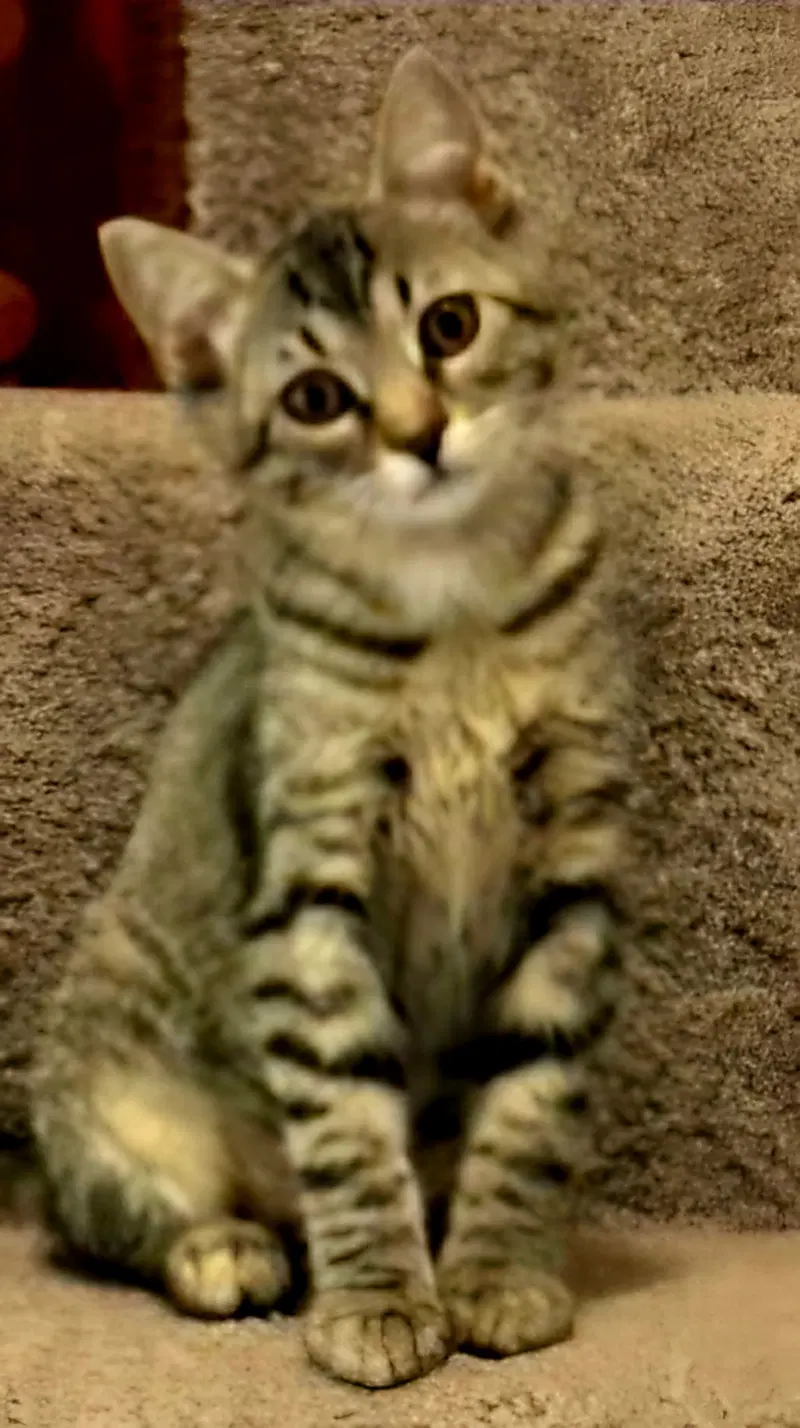 Kitten Claire, photo 2