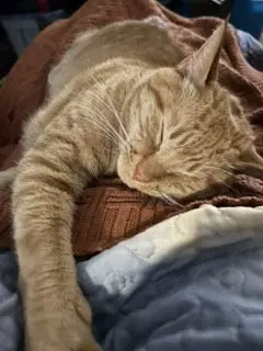 Milo, photo 2