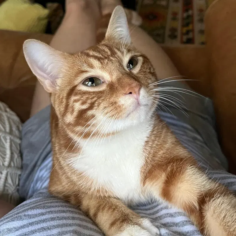 Mango, photo 3