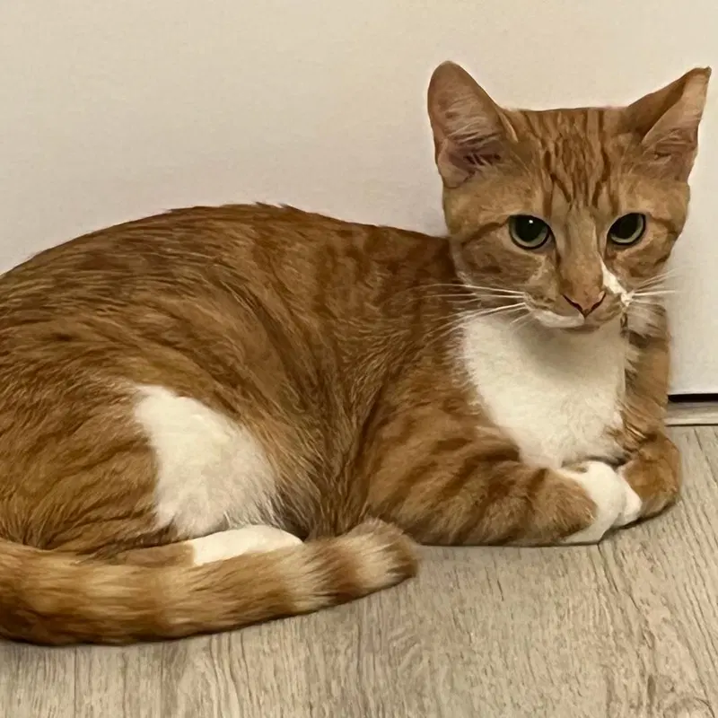 Ginger, photo 5