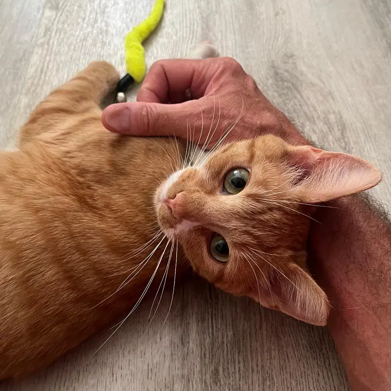 Ginger, photo 2