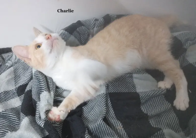 Charlie, an adult male cat up for adoption