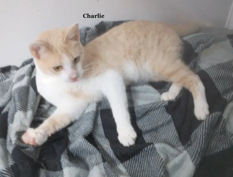 Charlie, photo 2